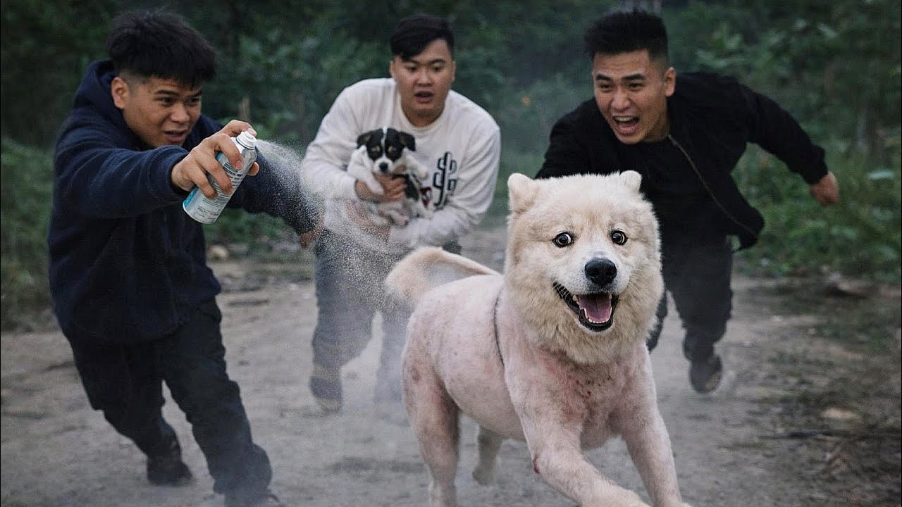 Hốt Hoảng Chó Trắng Gấu Tuyết Nhiễm Skinwalker Của Ngáo Husky Bị Troll Chạy Mất Dép