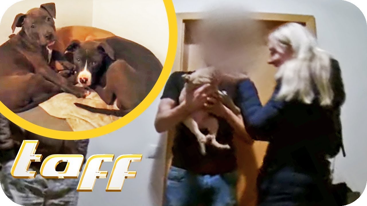 Illegaler Welpenschmuggel: Das schmutzige Geschäft mit Hundebabys | taff | ProSieben