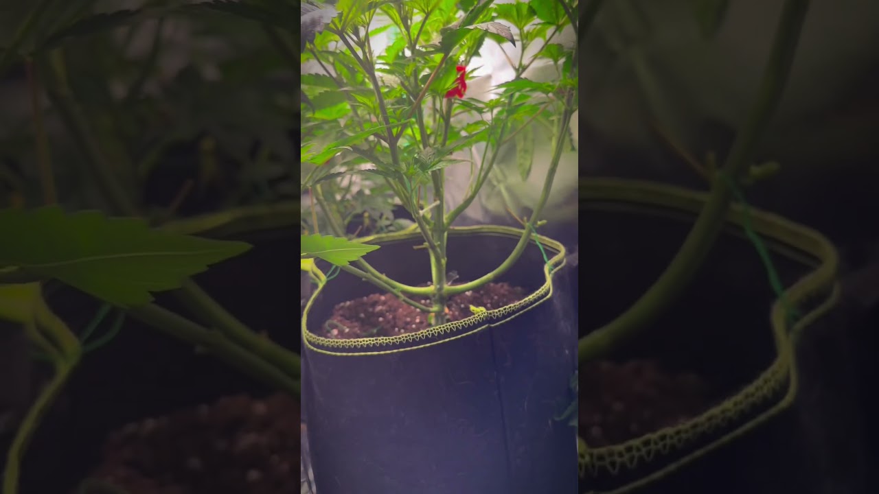 Day 2 after switching to 12/12 &ndash; Let the flower begin! 🌙🌼