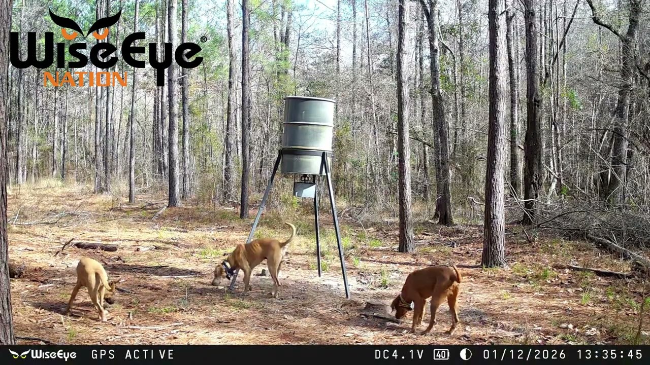 Trail Camera Update | WiseEye DC2 | Jan & Feb | Ep. 34
