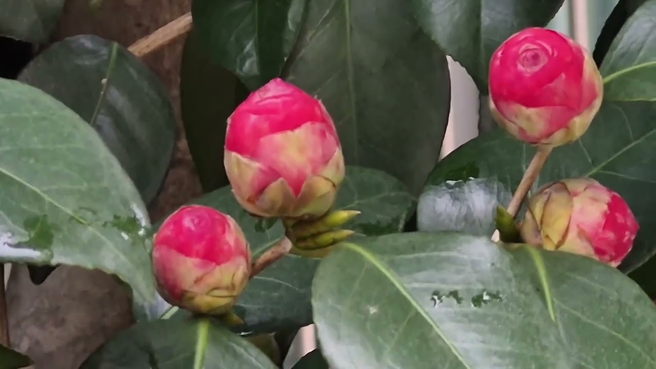 아파트뜰에 만개한 백목련과 동백봉오리에서 동백열매까지(더보기 설명)