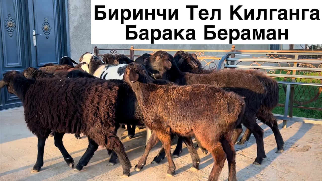 Шошиламиз Дустлар! ☎️+998 99 256 5251