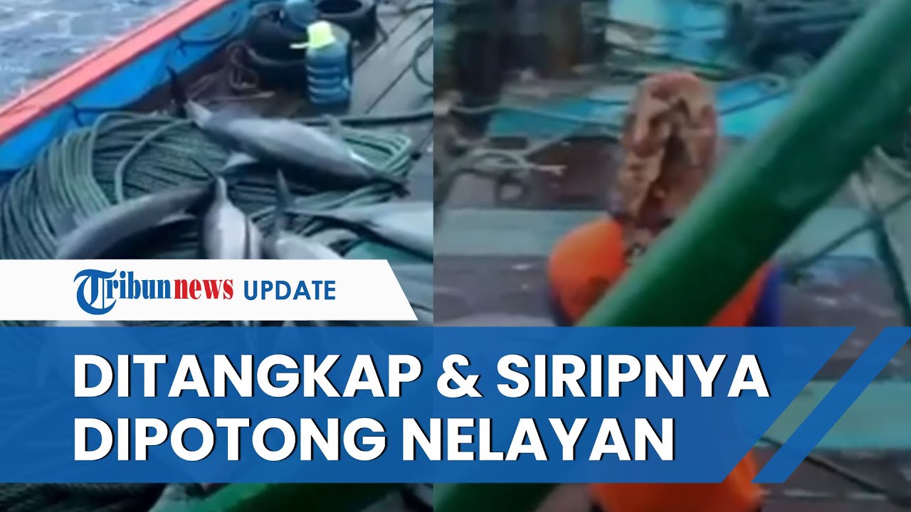 Miris, Nelayan di Pacitan Tangkap Ikan Lumba lumba dan Siripnya Dipotong, Video Penangkapannya Viral