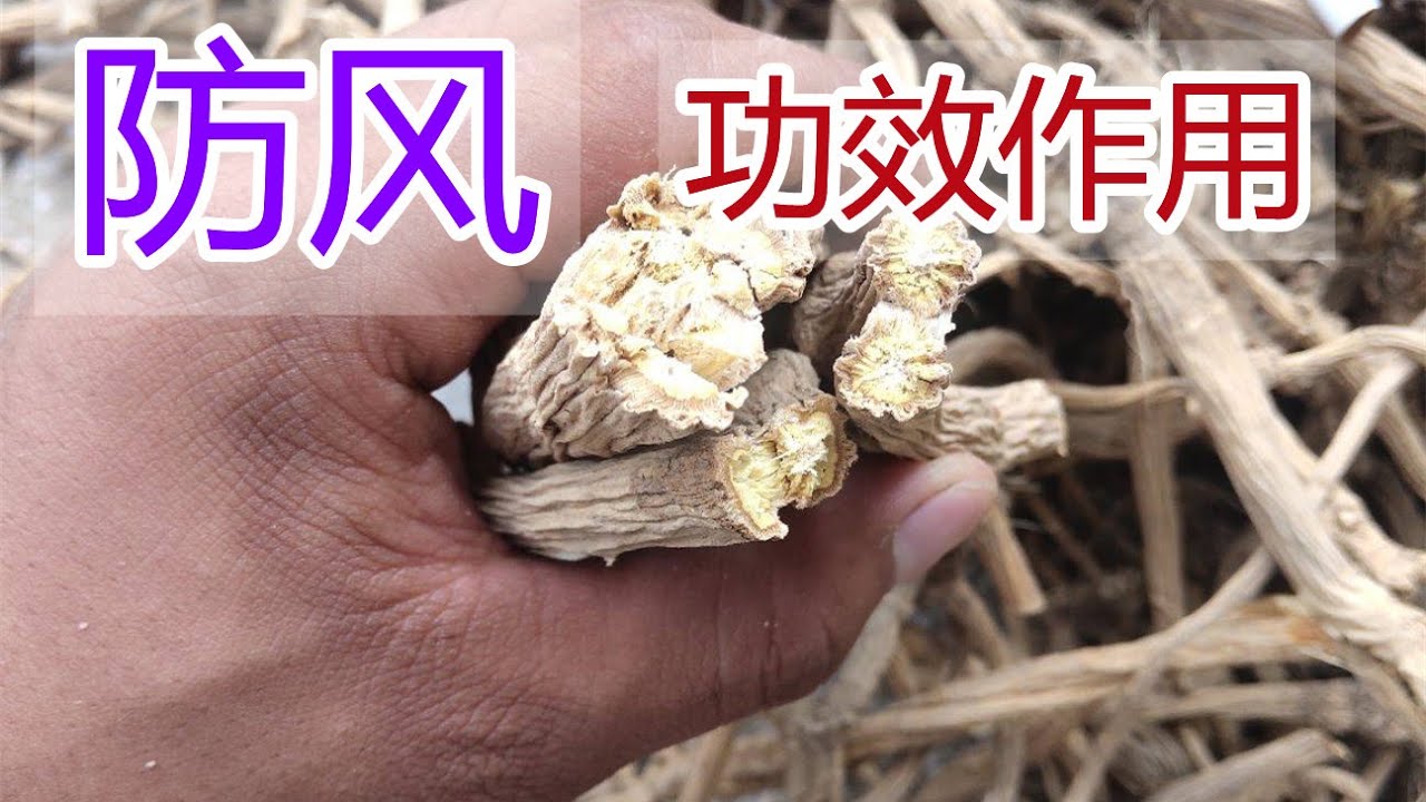 防风的功效和作用，防风泡水喝的功效,防风食用禁忌