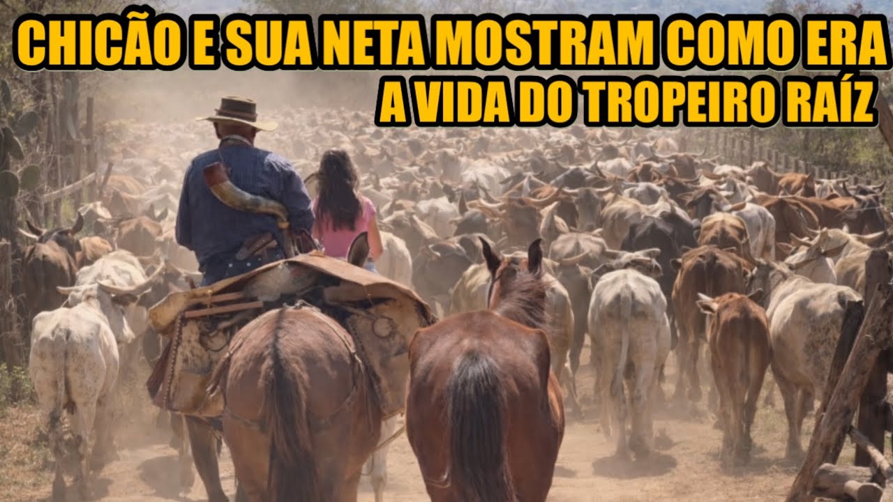 CHICÃO MOSTRA COMO ERA O TRANSPORTE DE GADO NA ÉPOCA DE TROPEIRO