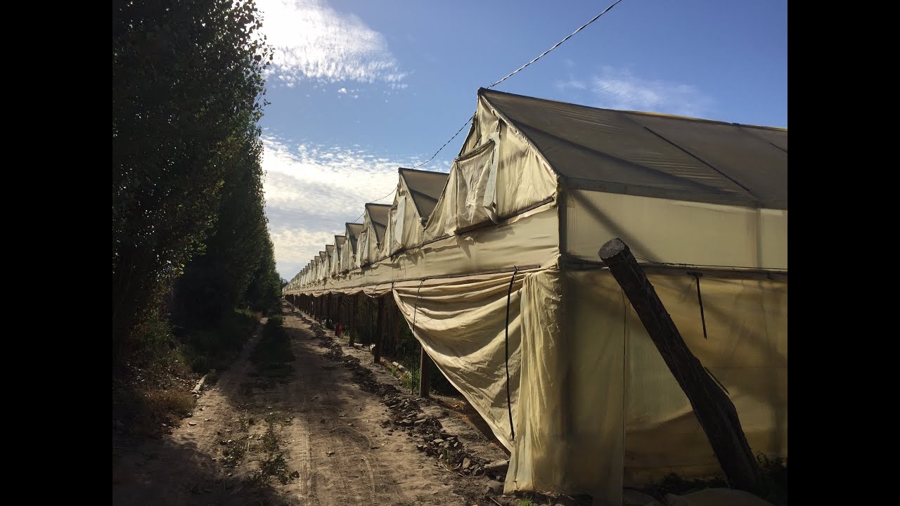 MANEJO CLIMATICO EN INVERNADERO
