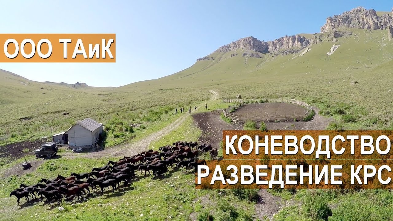 Коневодство, скотоводство и производство молочной продукции в ООО ТАиК. Кабардино-Балкария