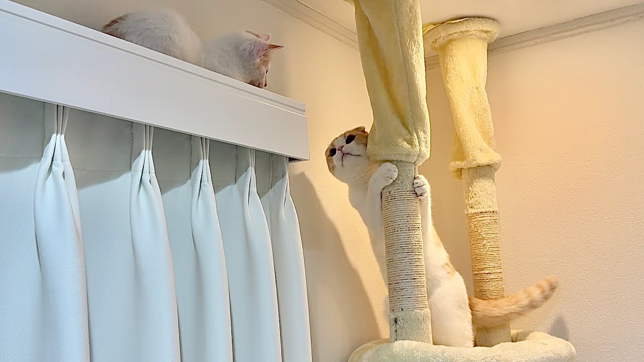 カーテンレールに飛び乗って降りられなくなった子猫を見つけた先輩猫の対応が神すぎました…