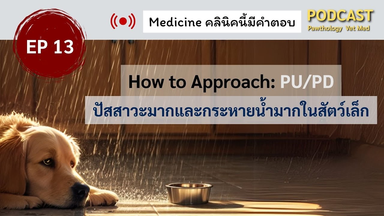 EP 13 | สุนัข แมว ดื่มน้ำเยอะ ฉี่บ่อย สัญญาณเตือนโรคอะไรบ้าง? | อายุรกรรม