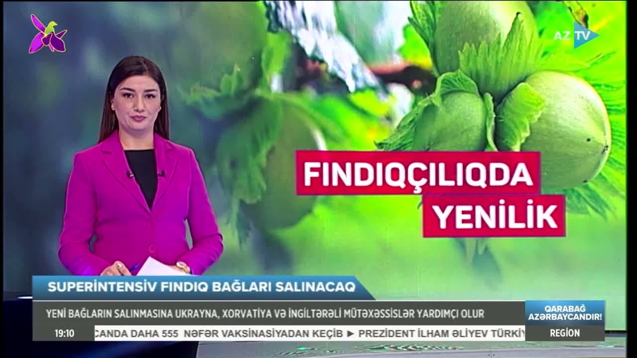 Superintensiv fındıq bağları salınacaq-AzTV