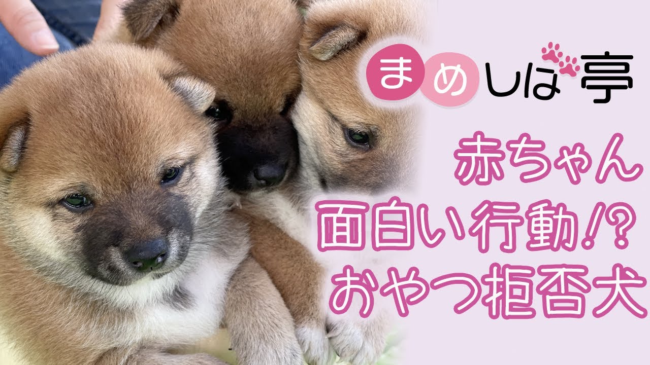 【子育て】赤ちゃんとママ犬の面白い行動！？初心者スタッフ赤豆柴チャレンジ！毎日ハッピーなまめしばおチビたちのブログ・vlog