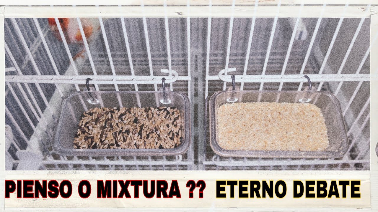 PIENSO O MIXTURA!!?? mi experiencia desde que uso pienso 💯👌 // Cría de canarios // CRÍA 2021 ///