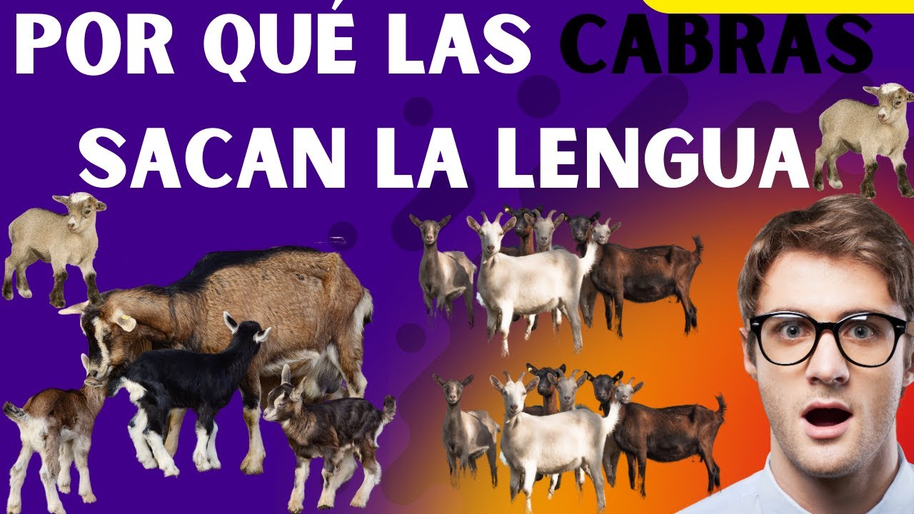 Las razas de cabras m&aacute;s curiosas