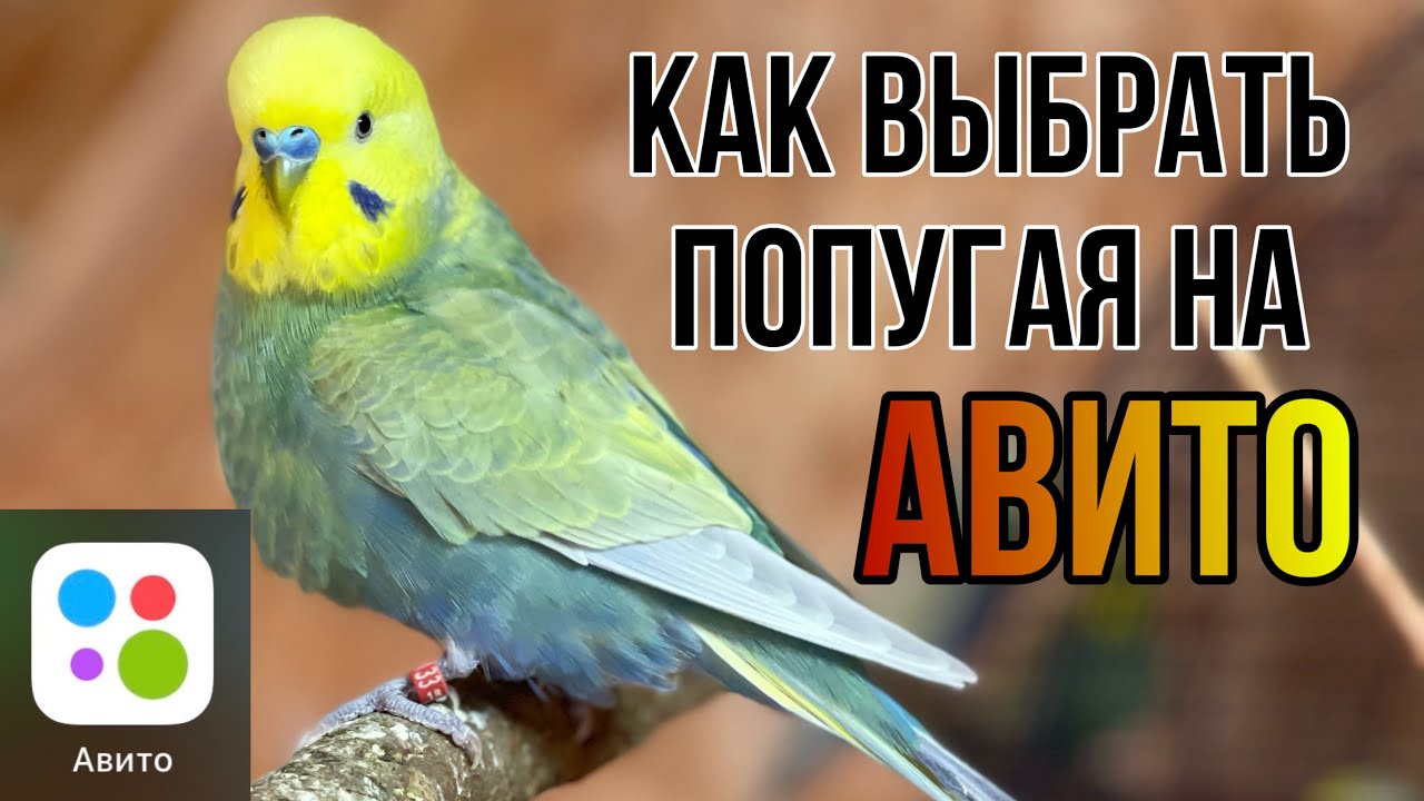 Как выбрать попугая на авито? Где купить попугая?