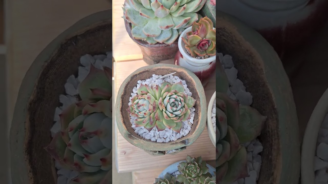 영하5도에서 노숙아이들 담요로 꽁꽁 싸줬더니 모두모두  건강하네요🎶🎵