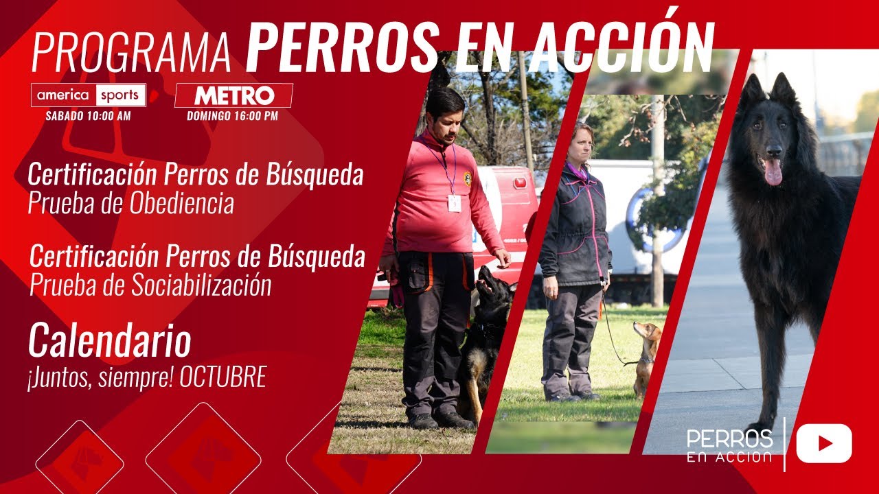 “Perros en acción”  Programa Nº 532