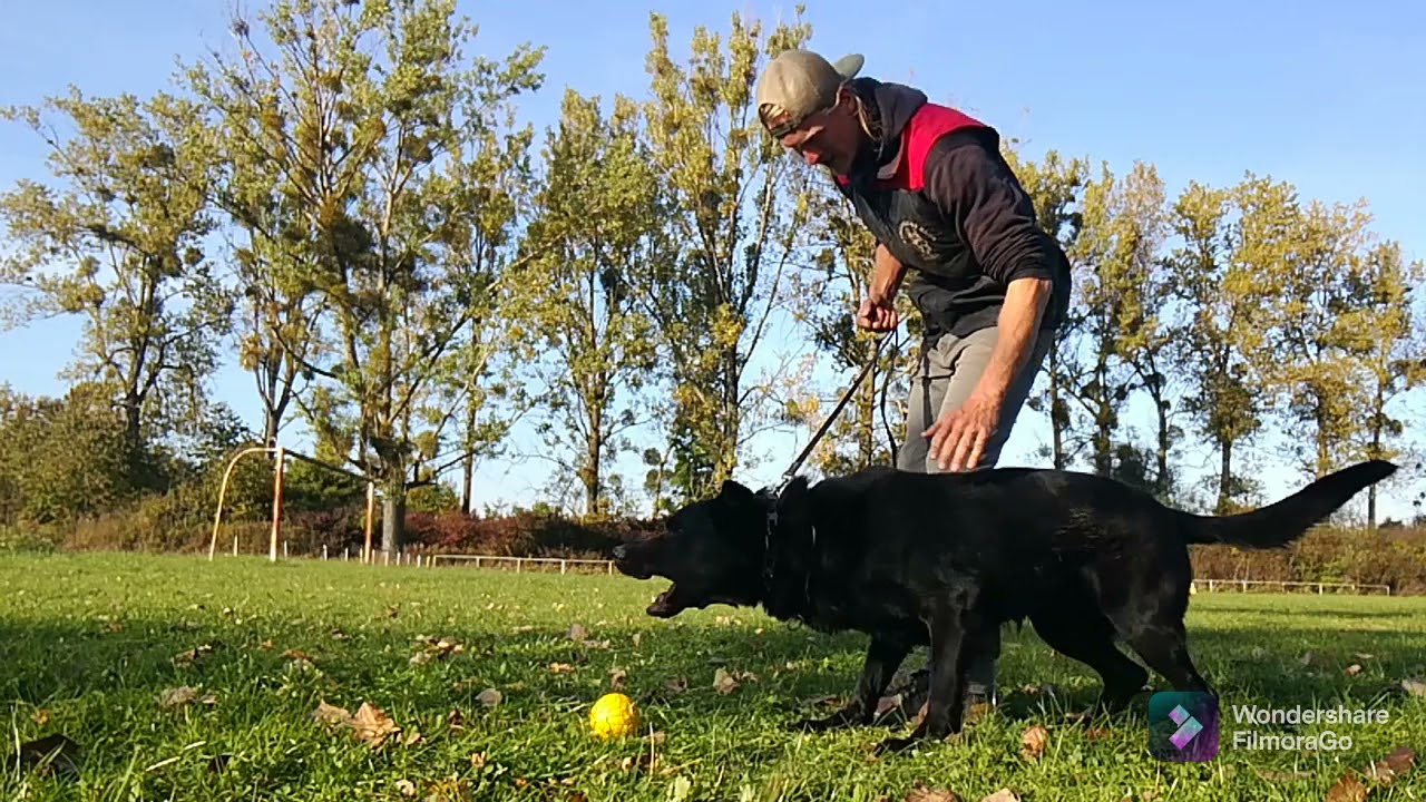 Super obedient German Shepherd