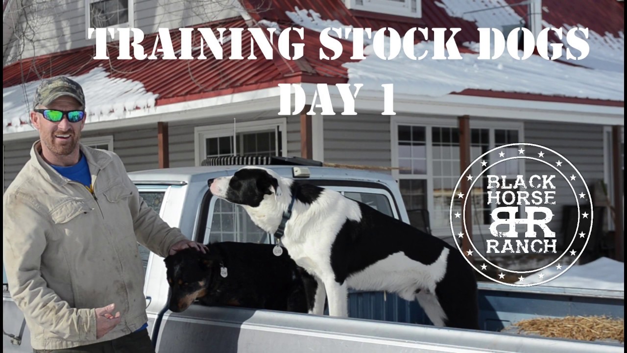 Stock Dog Training - Day 1