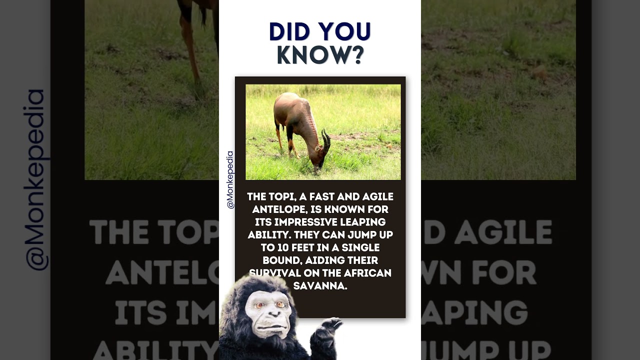 Topi's Incredible Leaping Skills | #TopiAntelope #LeapingSkills #AfricanSavanna
