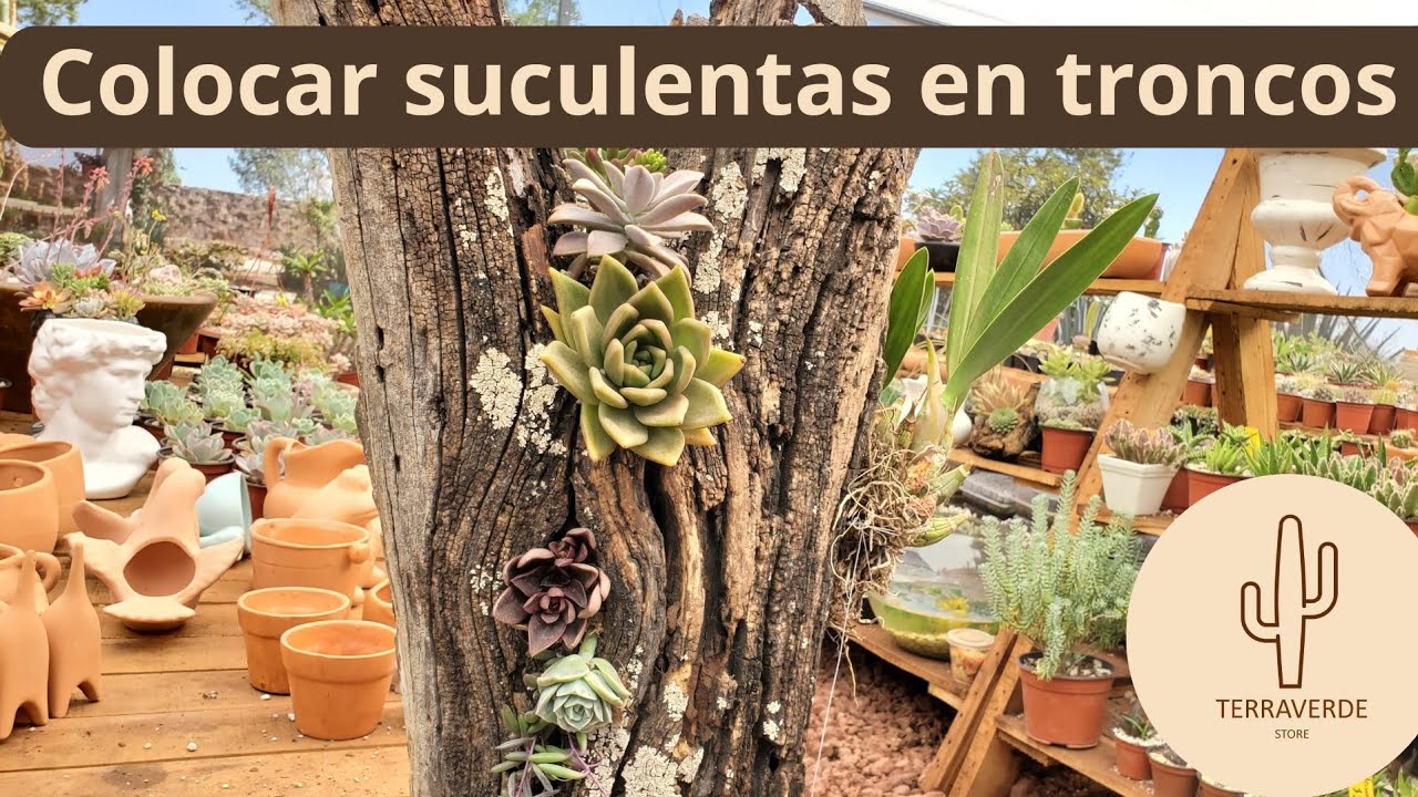 🌵Como colocar suculentas y orquideas en troncos🌺🌵