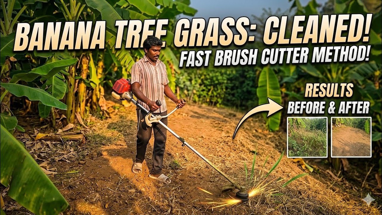 Full video - Balwaan Brush Cutter in Banana 