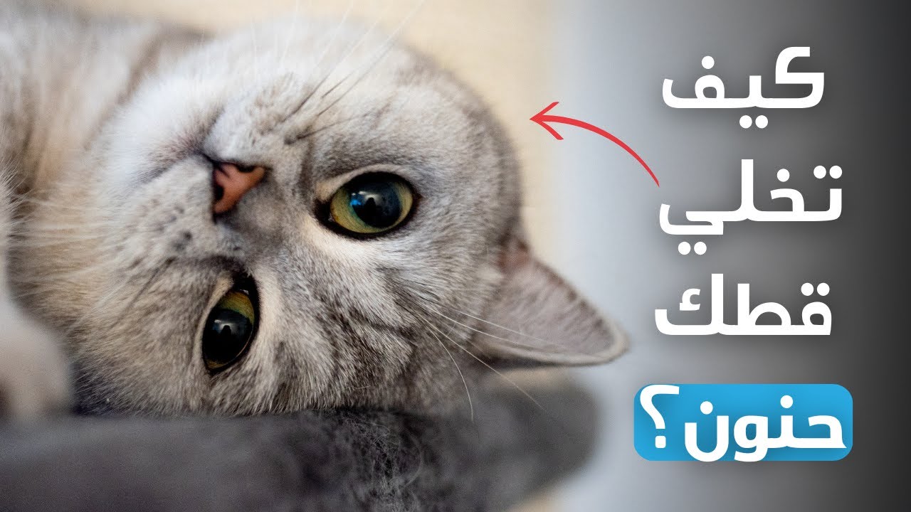 كيفية جعل القط حنون | 8 نصائح فعّالة