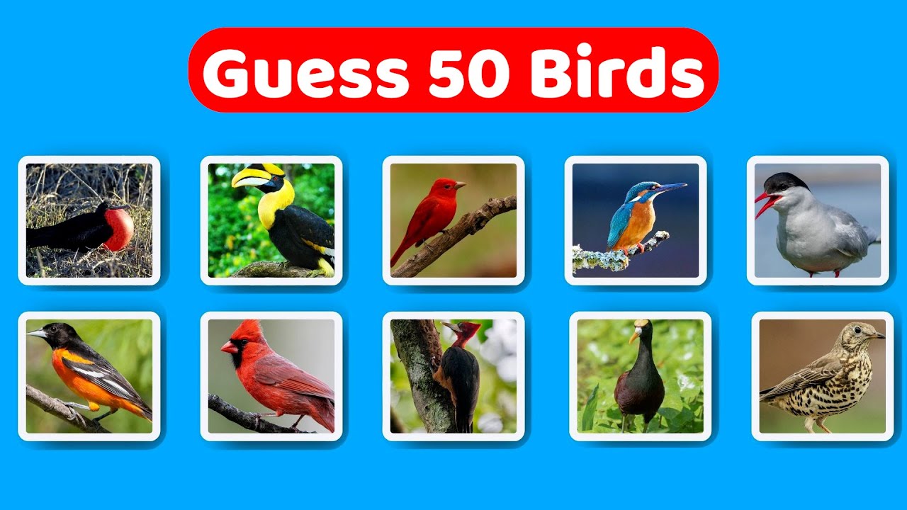 🦜 Guess 50 Birds! | Fun Bird Quiz for Kids & Nature Lovers 🌍🔍