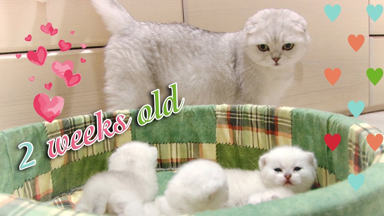 Вислоухая кошка-мамочка разговаривает с 2-х недельными котятами, кормит и умывает их
