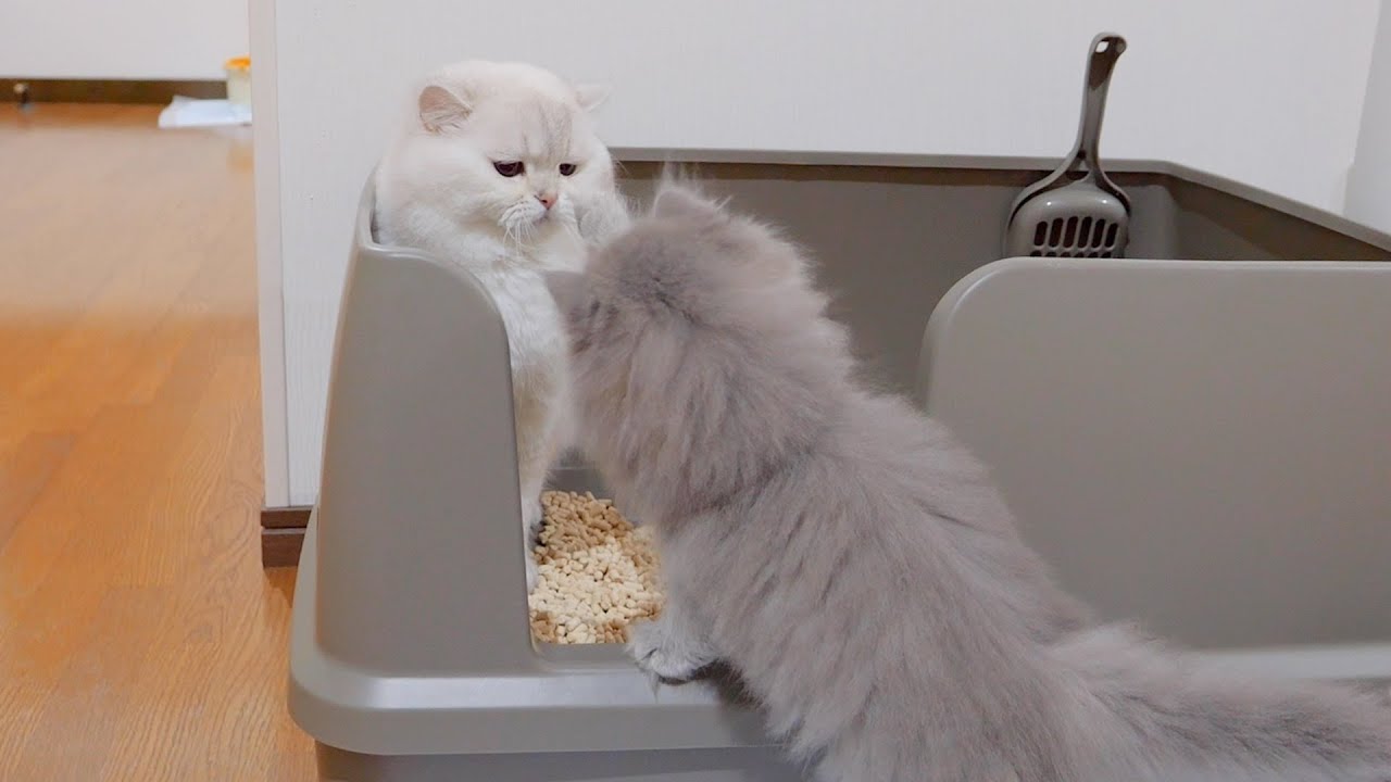 Реакция котенка, когда он возился со своим папой-котом, была такой милой...