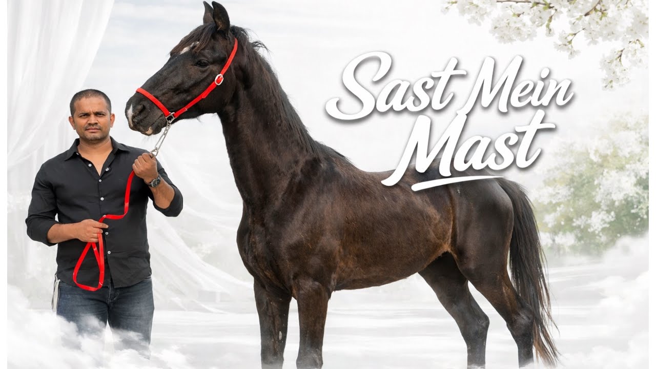 Sirf 55 Hazar Mein 59” Stallion at Exotic  Farm Padgha