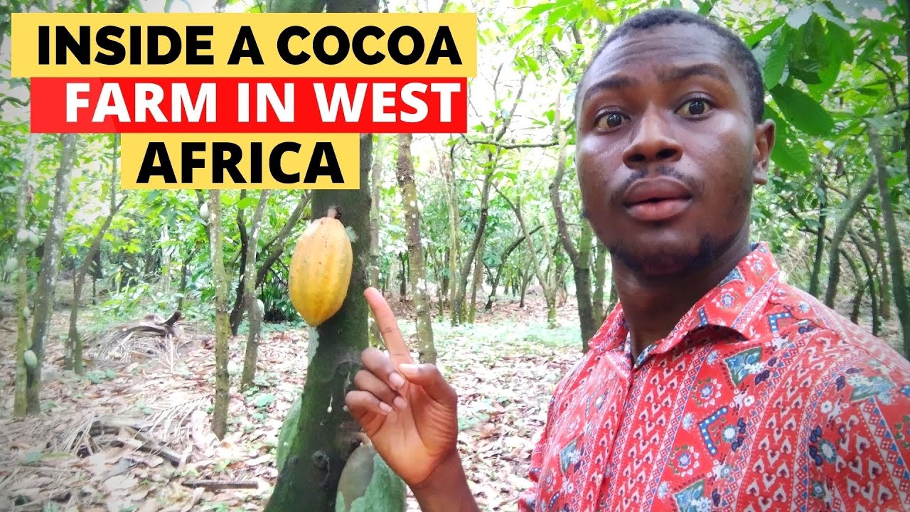 What a cocoa farm looks like in West Africa