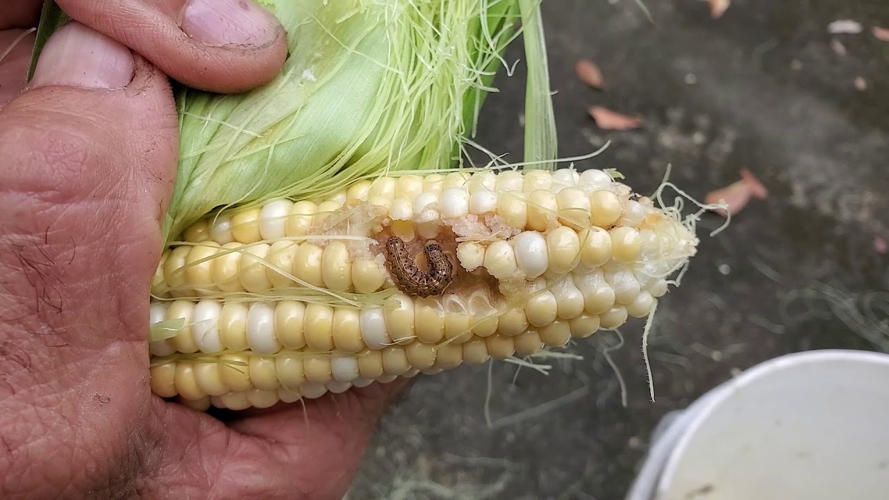 Peaches and Cream Sweet Corn Harvest | Worm Dookie | Canning Corn