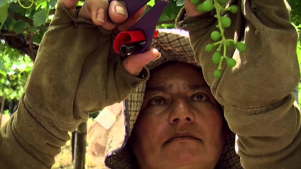 Recorrido en el Parque Nacional de la Uva - TvAgro por Juan Gonzalo Angel