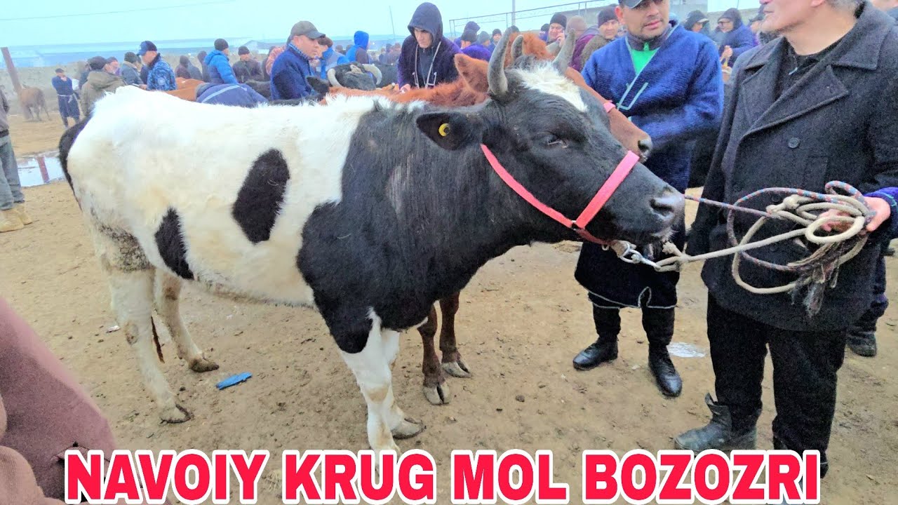 Navoiy krug mol bozozri ona bola va bo'g'oz g'unojinlar narxlari 22 февраля 2026 г.
