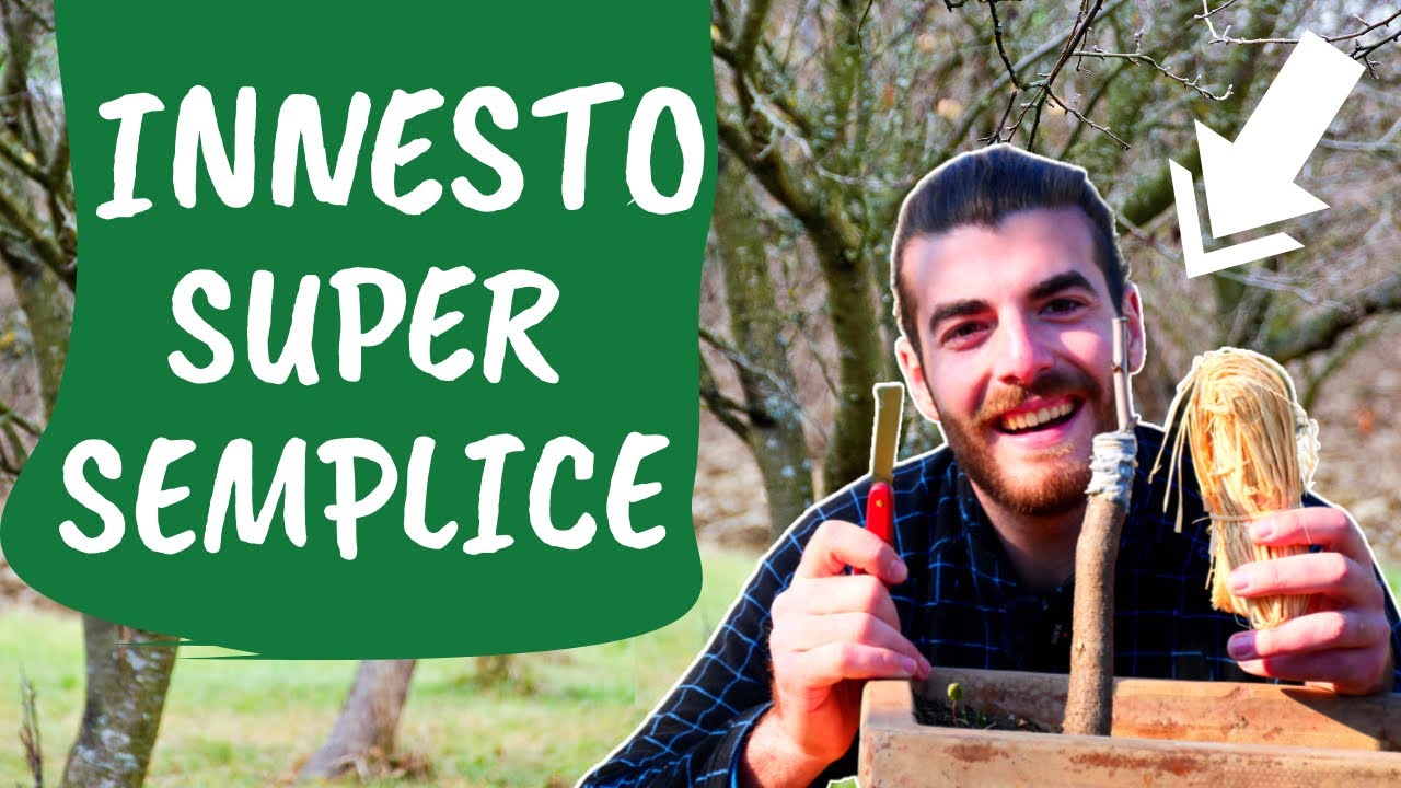 Innesto a SPACCO semplicissimo [ in 5 passaggi ]