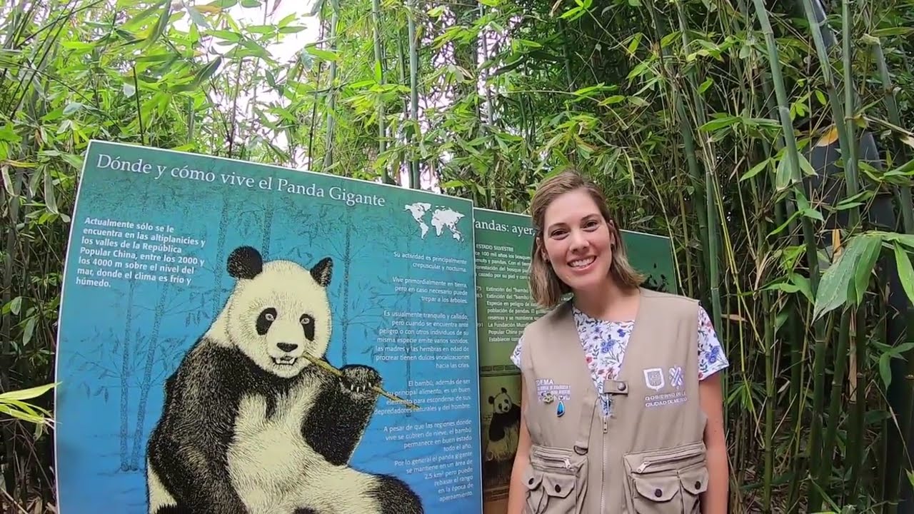 La Alimentación del Panda
