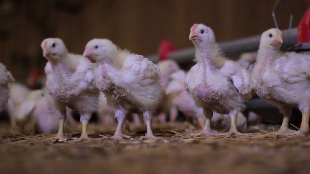 HatchCare Synergy EN 1080p