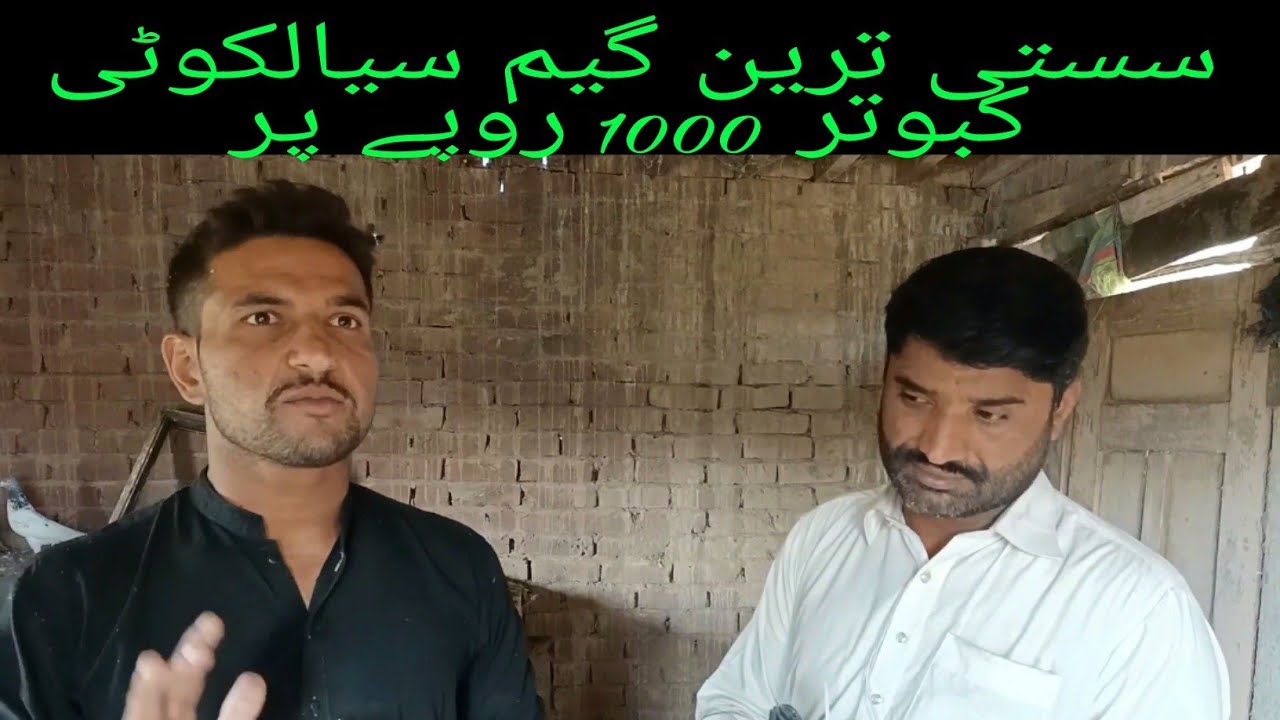 sialkoti kabootar for sale in sialkot