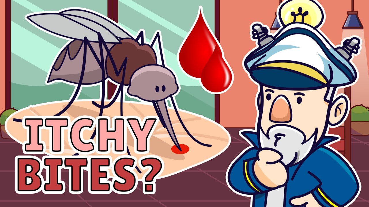 Why Do Mosquitos Bite? What Attracts Mosquitoes