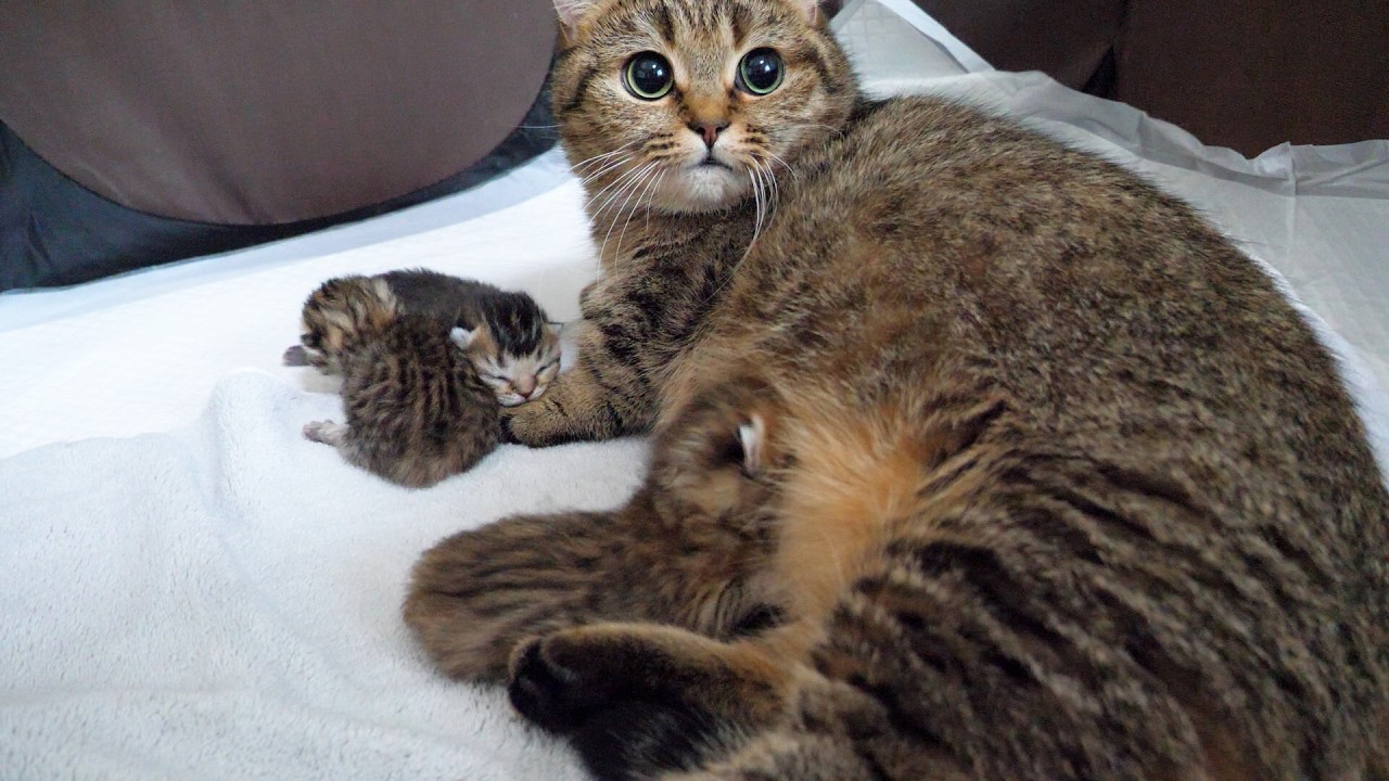 Cute mother cat who dashes over the moment her little kittens start searching...