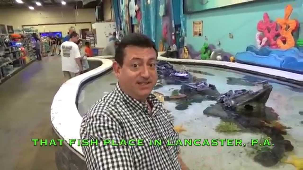 Visit a Stingray Touch Tank...with 