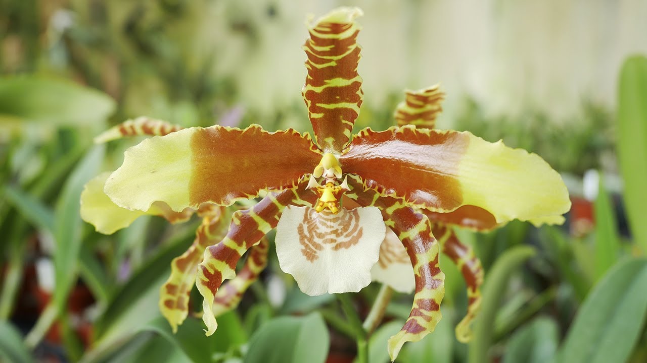 Rossioglossum grande - Orchideen Pflege leicht gemacht!