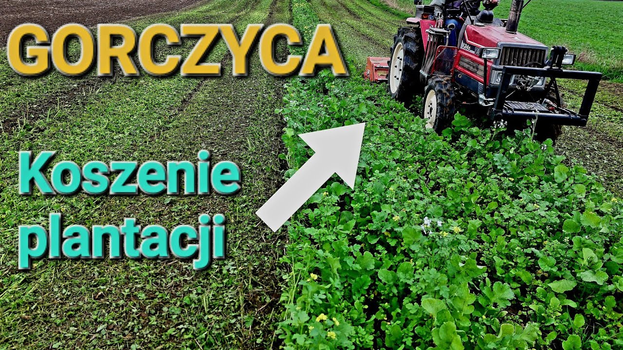 Koszenie gorczycy przed orką Yanmar F24d i bijakowa EFGCH-125 