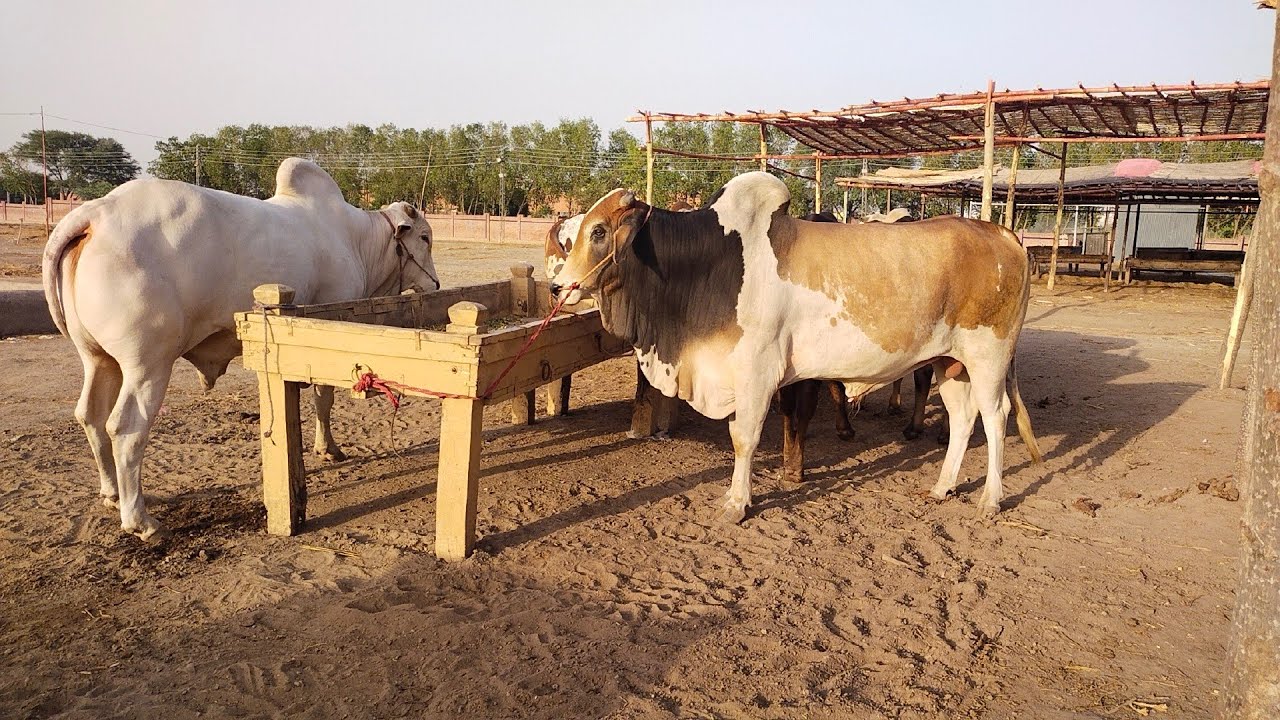 Mundre Chatre | Sindhi Chatre | Sahiwal Bachre | Qurbani 2023 | Shahpur Kanjra Lahore