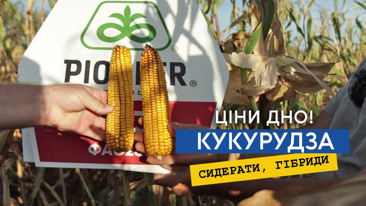 Вітер виложив кукурудзу. Порівнюємо гібриди Піонер та Сингенти після сидератів. Ціни нема, зерно є!