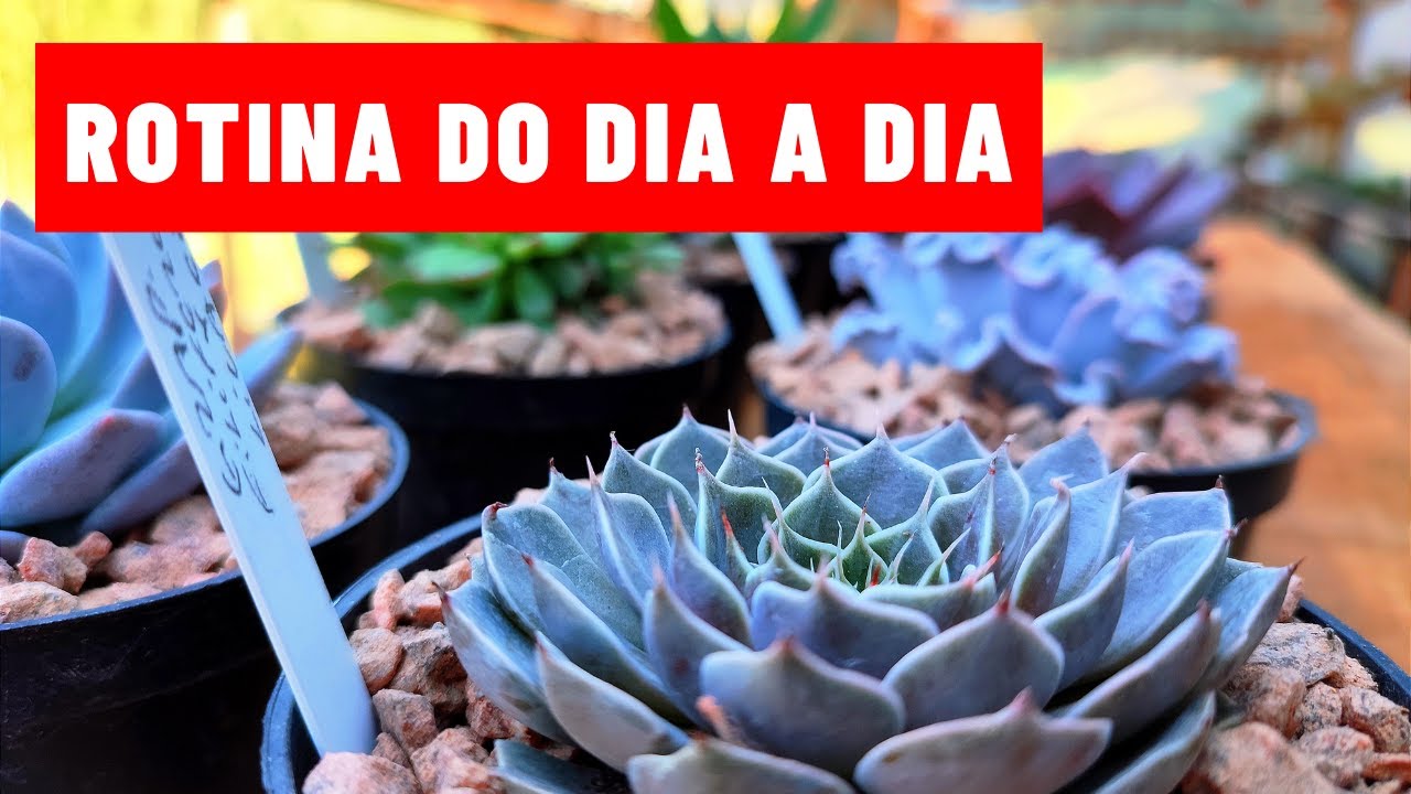 O DIA A DIA CHEIO DE SUCULENTAS E CACTOS