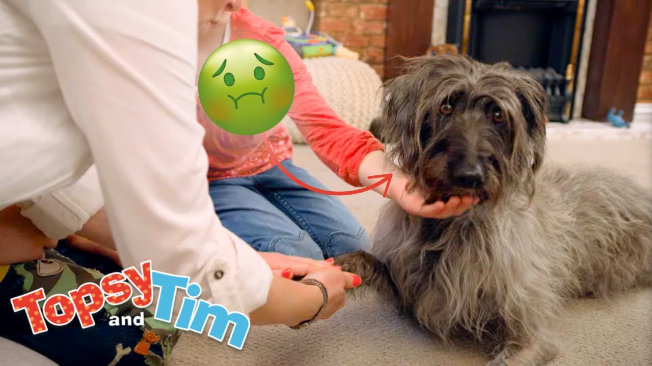Topsy & Tim 's Dog Is Sick! 🐶🤢 | Full Episode Compilation for Kids | WildBrain Zigzag