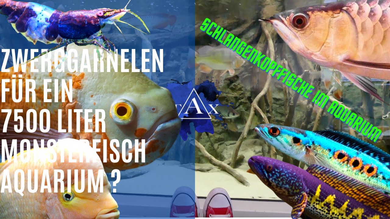 Zwerggarnelen für ein 7500 Liter Monsterfisch Aquarium? I TAX