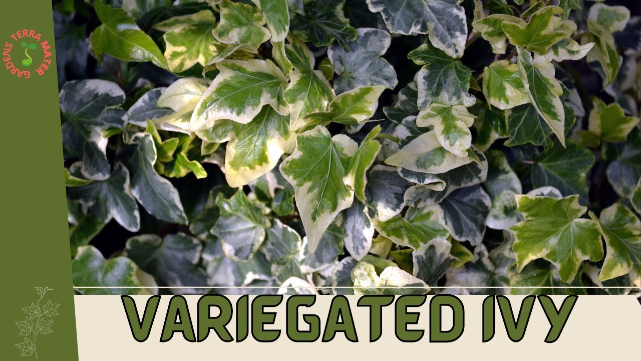 Variegated Ivy: Lush and Vibrant Foliage for Your Indoor Garden! (Hedera helix)