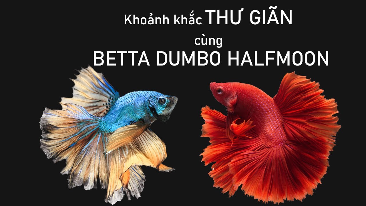 Thư giãn cùng các em Betta Halfmoon KHOẺ - ĐẸP - HIẾU CHIẾN (Thế giới Cá cảnh)